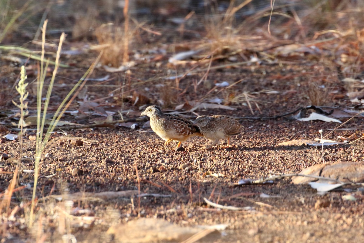 Chestnut-backed Buttonquail - ML619406170