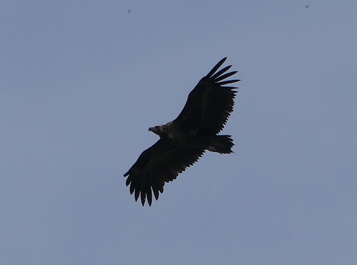 Cinereous Vulture - ML619406176
