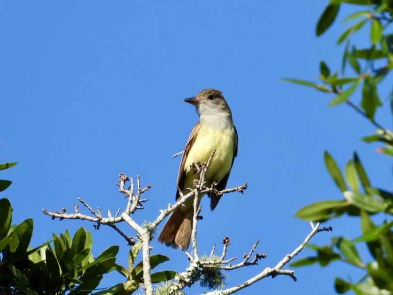 Great Crested Flycatcher - ML619406259
