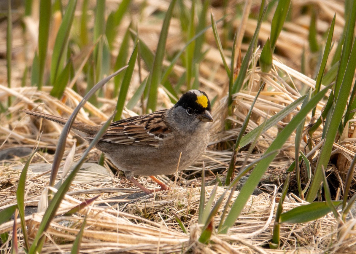 Golden-crowned Sparrow - ML619406269