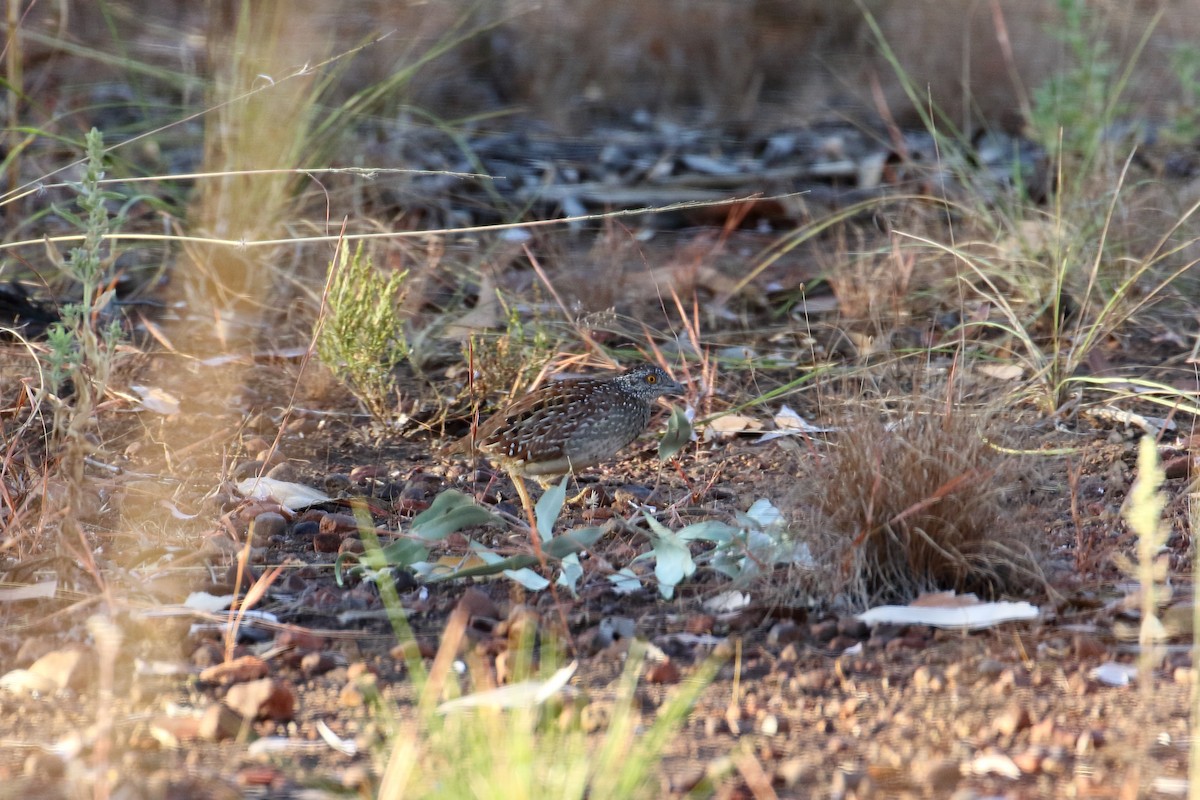 Chestnut-backed Buttonquail - ML619406277