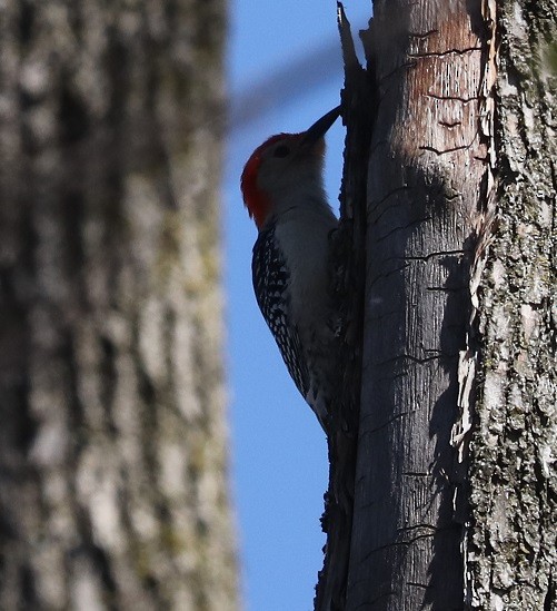 Red-bellied Woodpecker - ML619406313