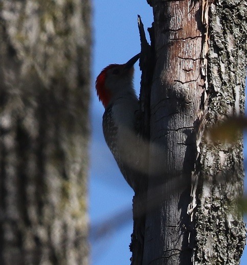 Red-bellied Woodpecker - ML619406314