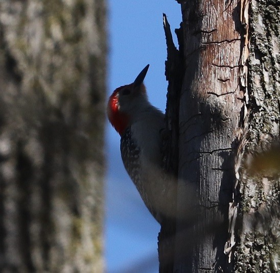 Red-bellied Woodpecker - ML619406315