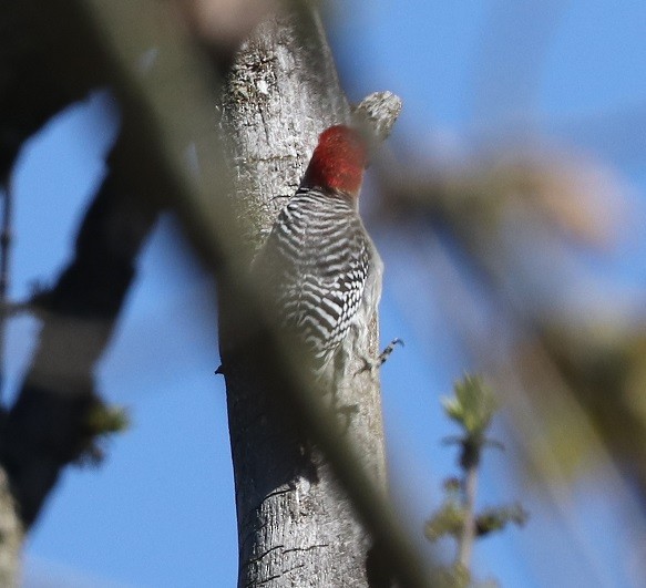 Red-bellied Woodpecker - ML619406316