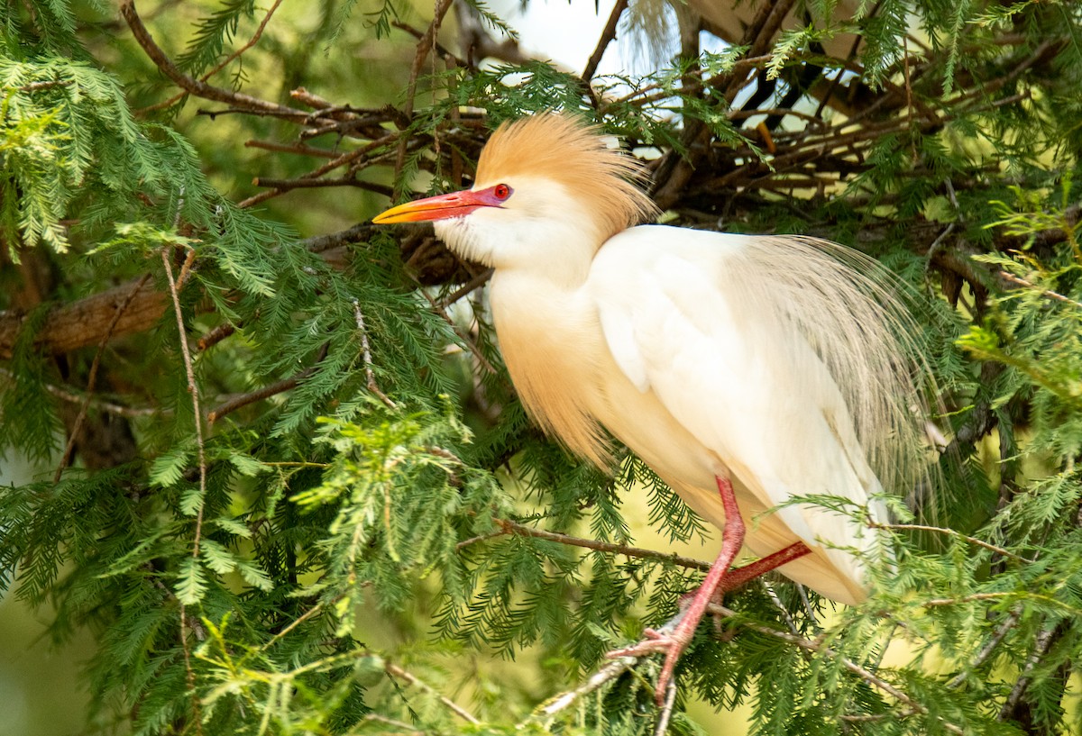 Египетская цапля (ibis) - ML619406351