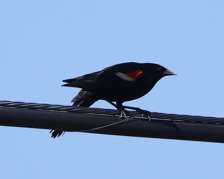 Red-winged Blackbird - ML619406353
