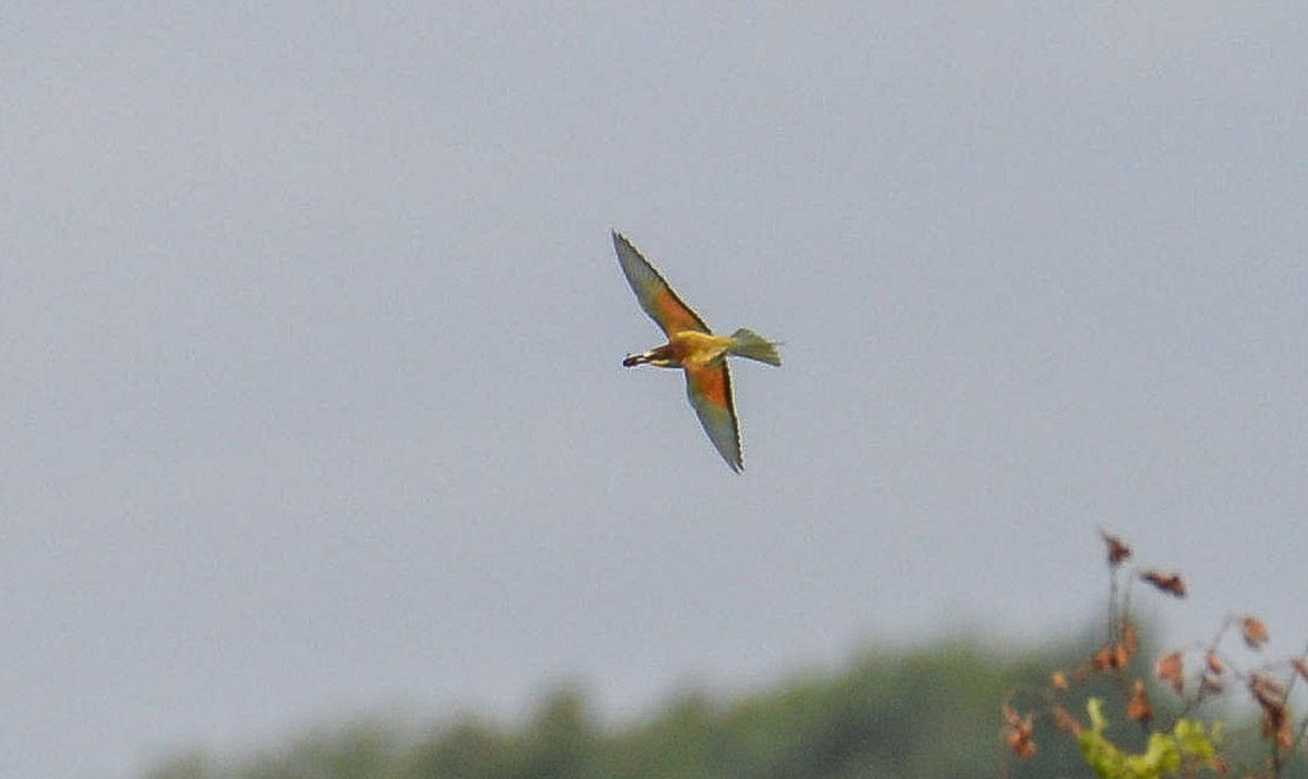 European Bee-eater - ML619406408