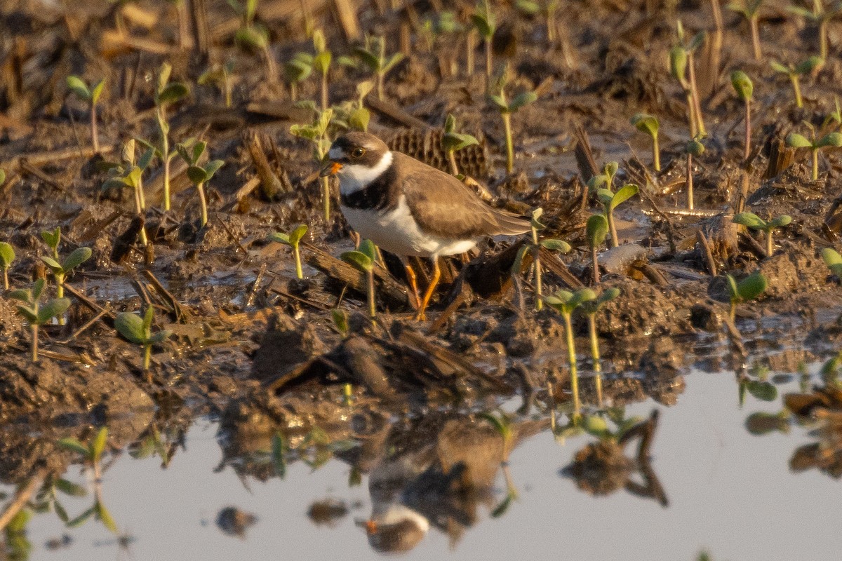 Semipalmated Plover - ML619406461