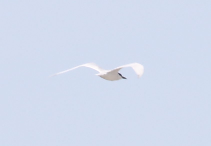 Gull-billed Tern - ML619406490