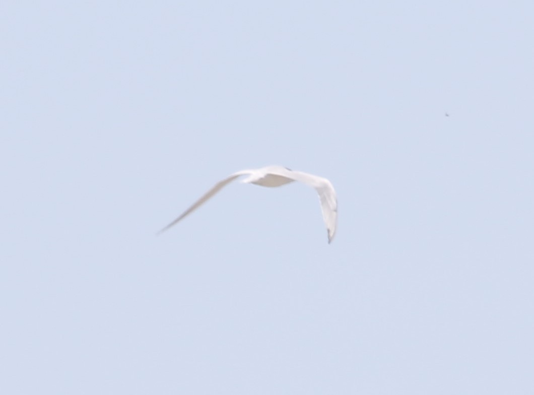 Gull-billed Tern - ML619406495