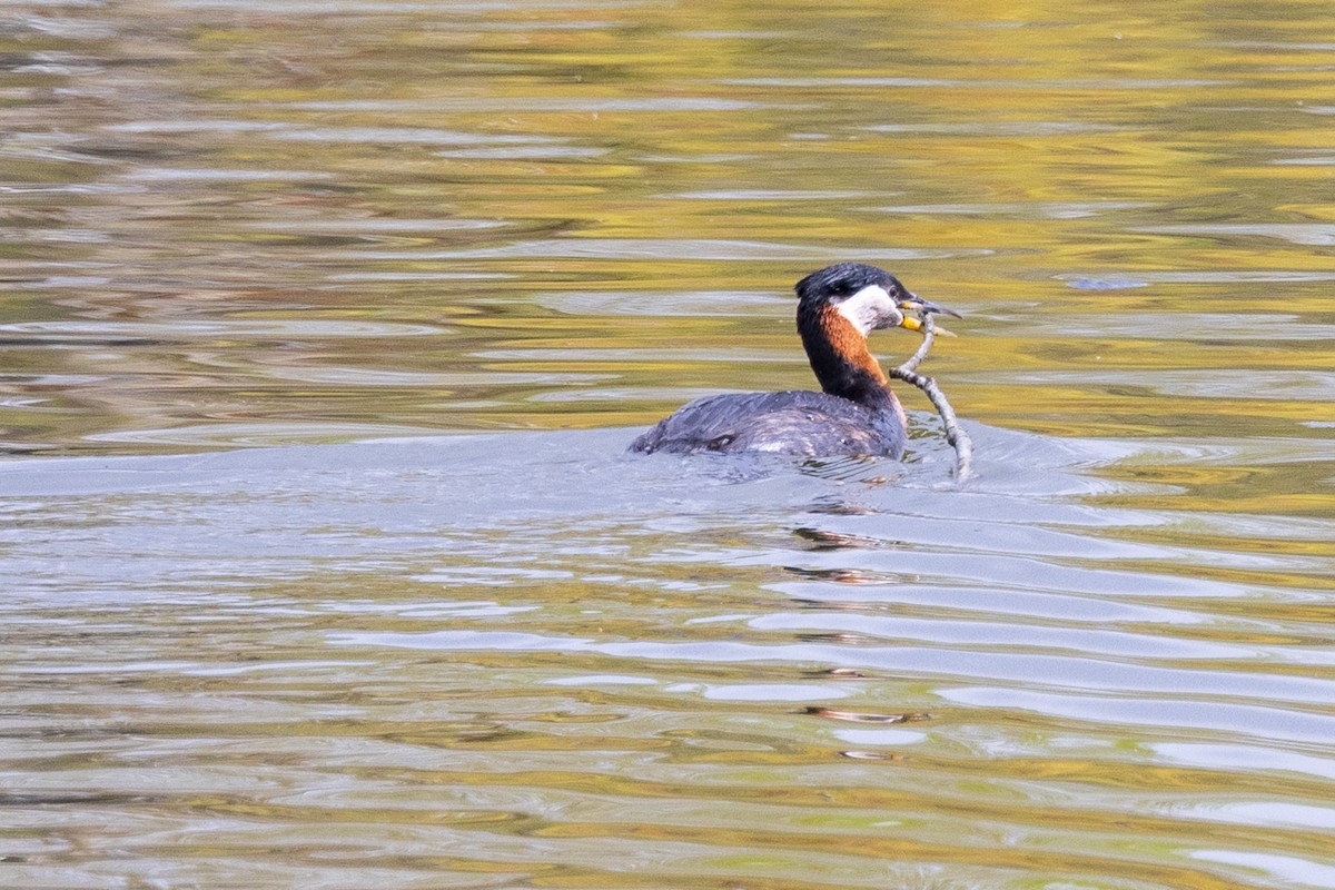 Red-necked Grebe - ML619406497