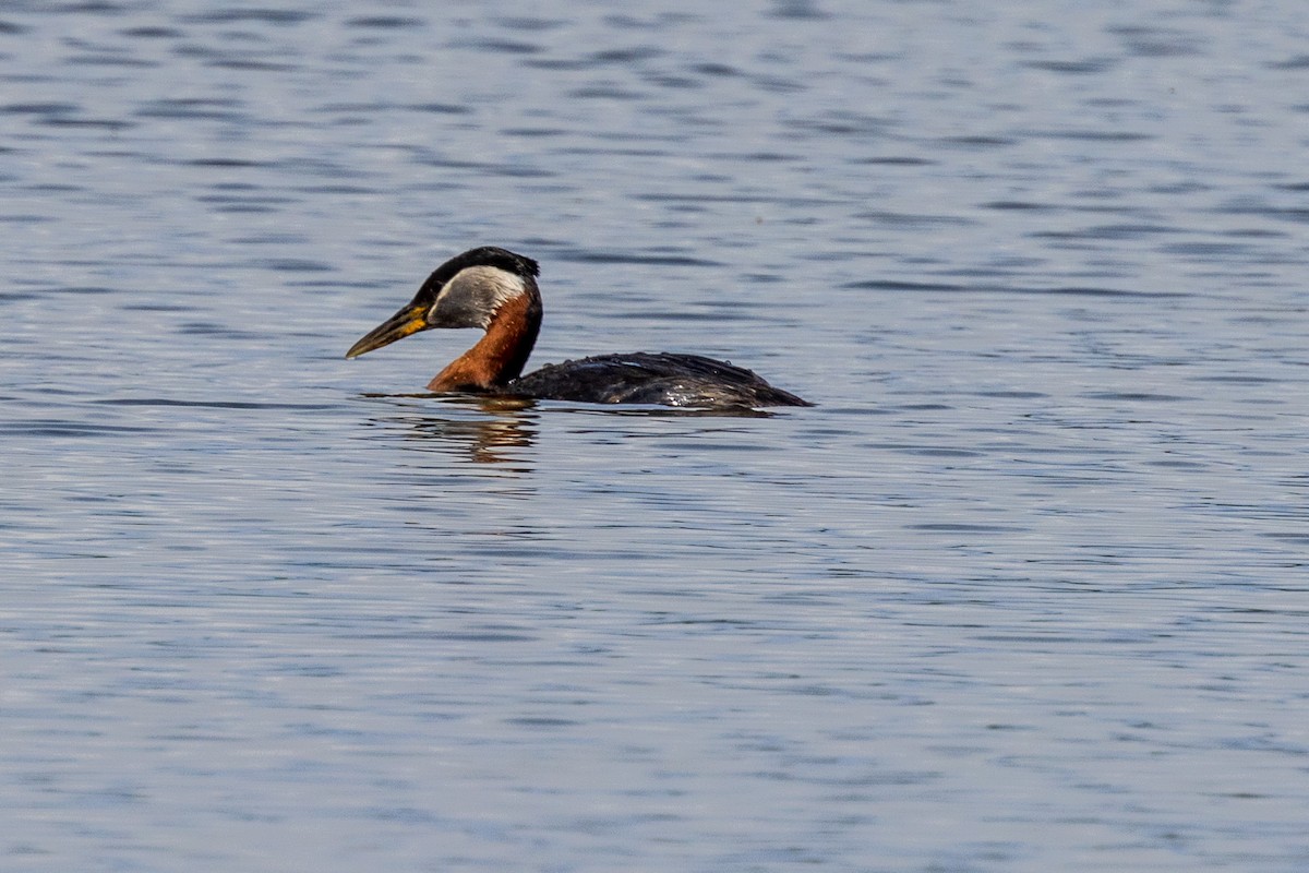 Red-necked Grebe - ML619406498