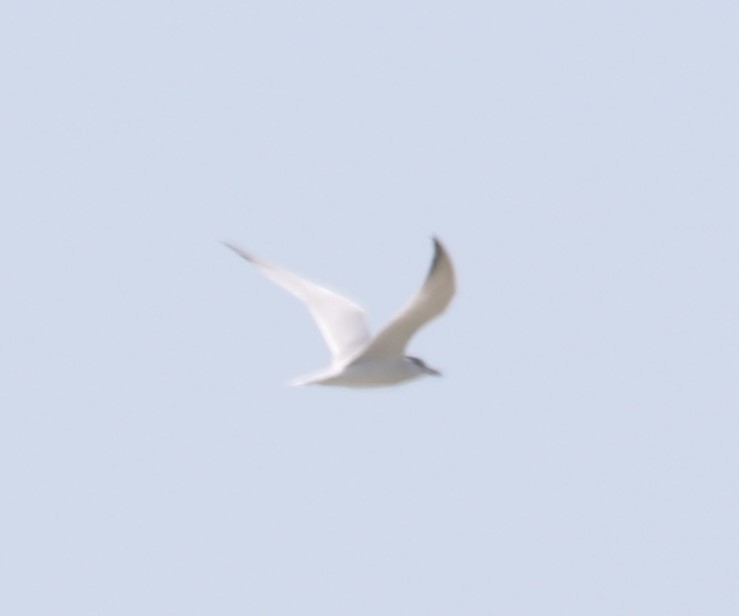 Gull-billed Tern - ML619406502