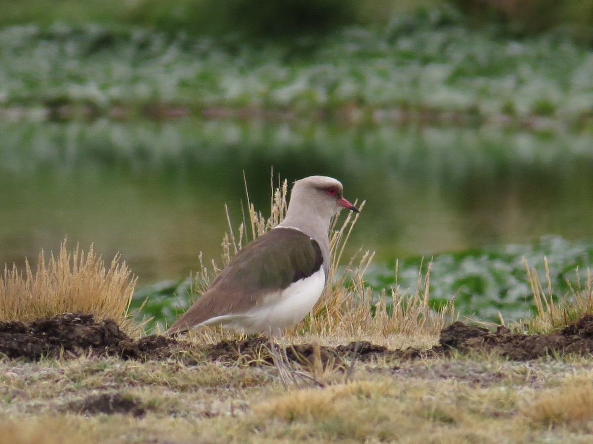 Andean Lapwing - ML619406523