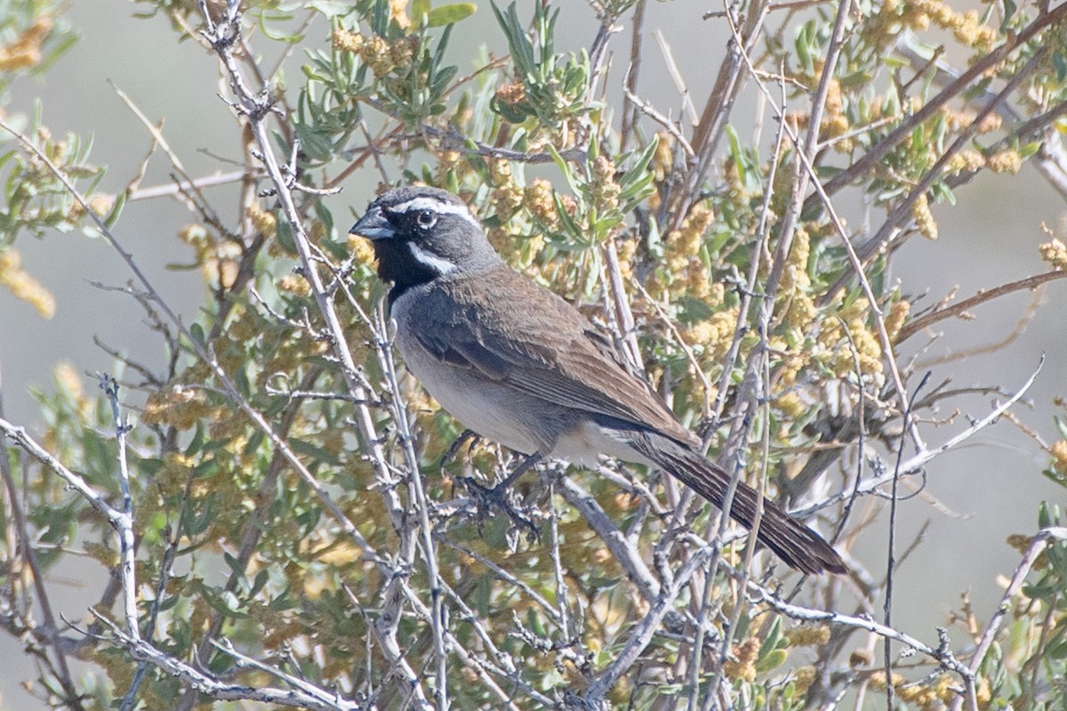 Black-throated Sparrow - ML619406607