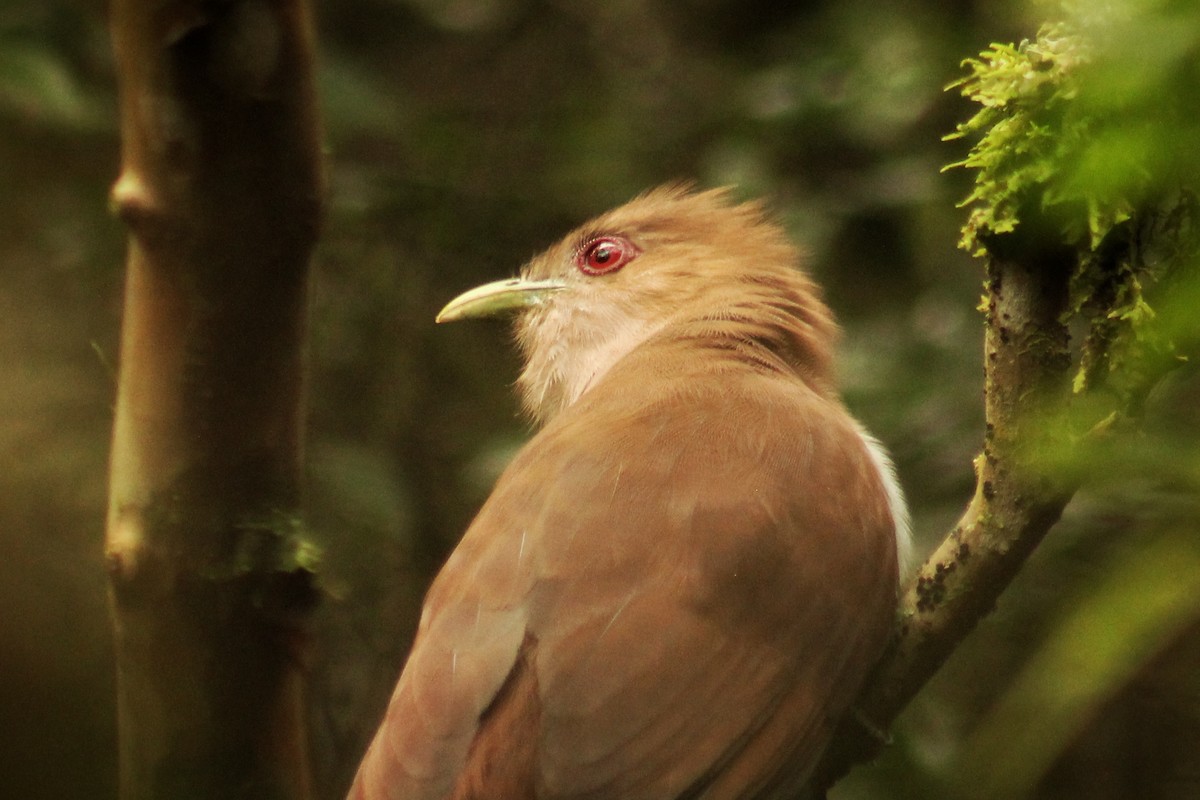 Squirrel Cuckoo (Amazonian) - ML619406609