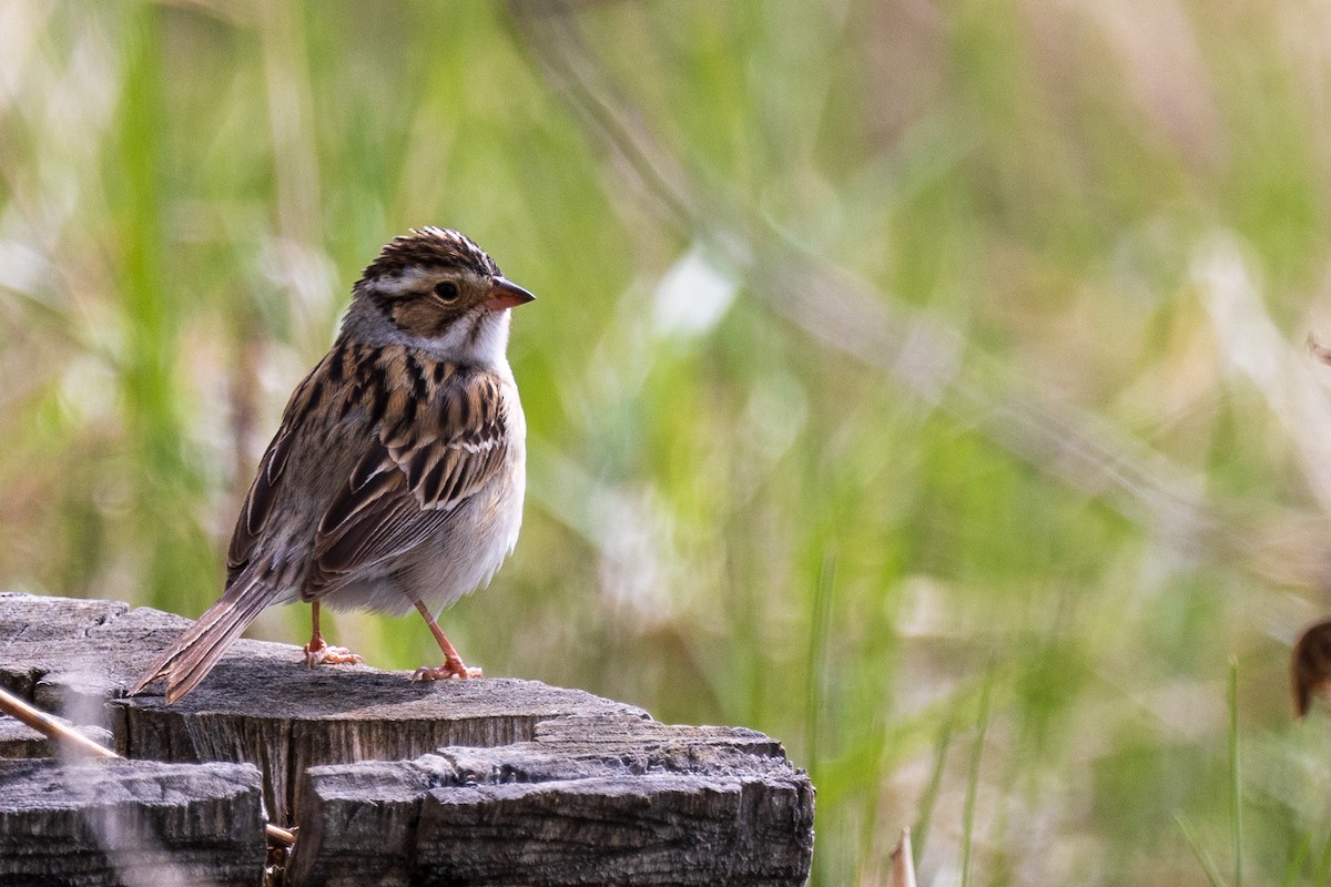 Clay-colored Sparrow - ML619406617