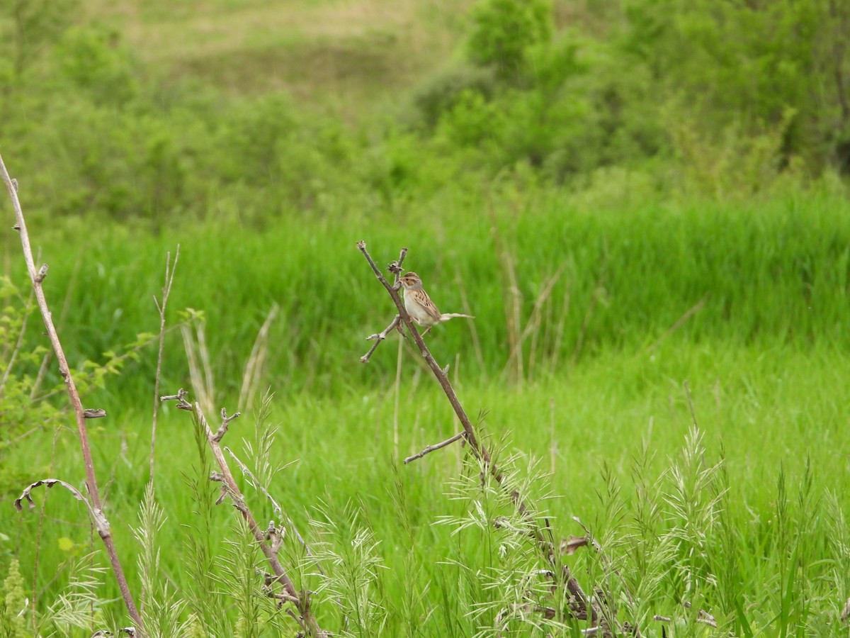 Clay-colored Sparrow - ML619406630
