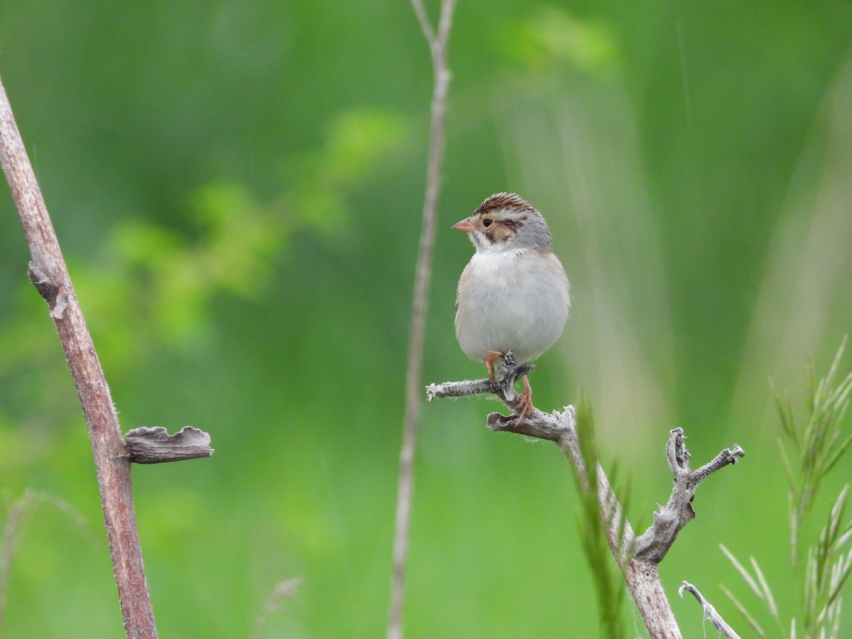 Clay-colored Sparrow - ML619406632