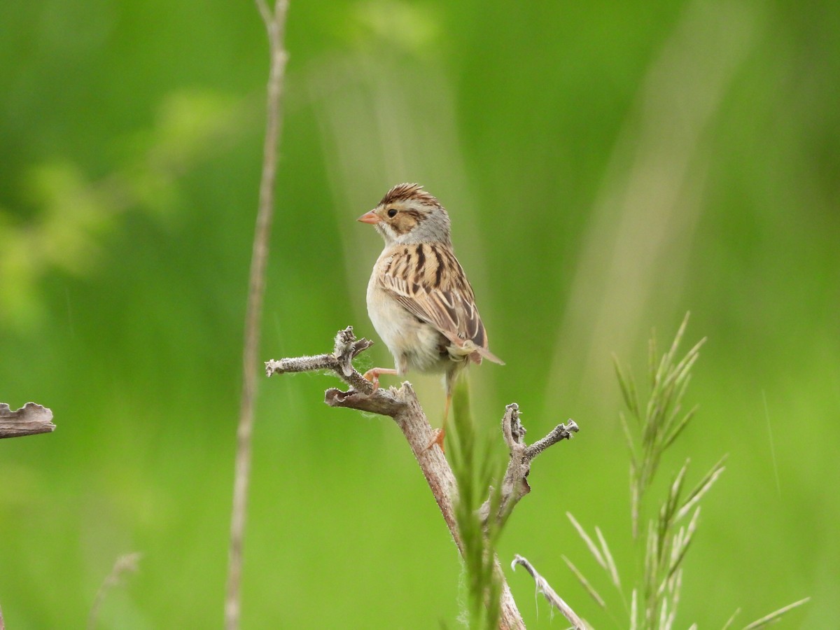 Clay-colored Sparrow - ML619406634