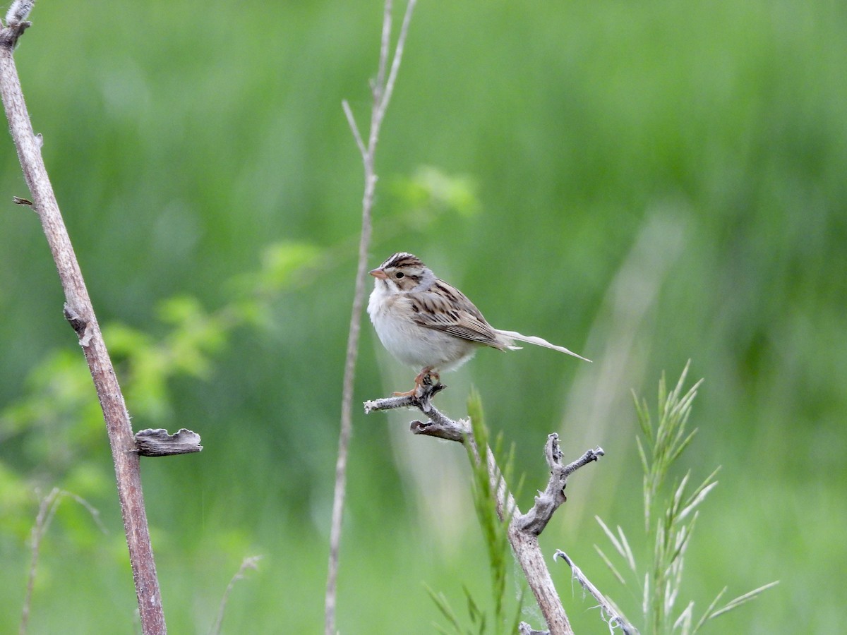 Clay-colored Sparrow - ML619406636