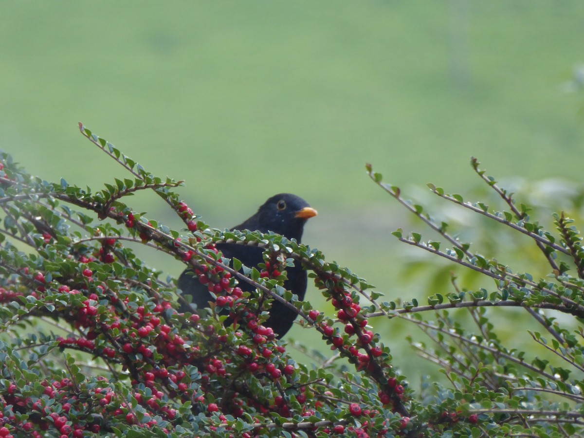 Eurasian Blackbird - ML619406650