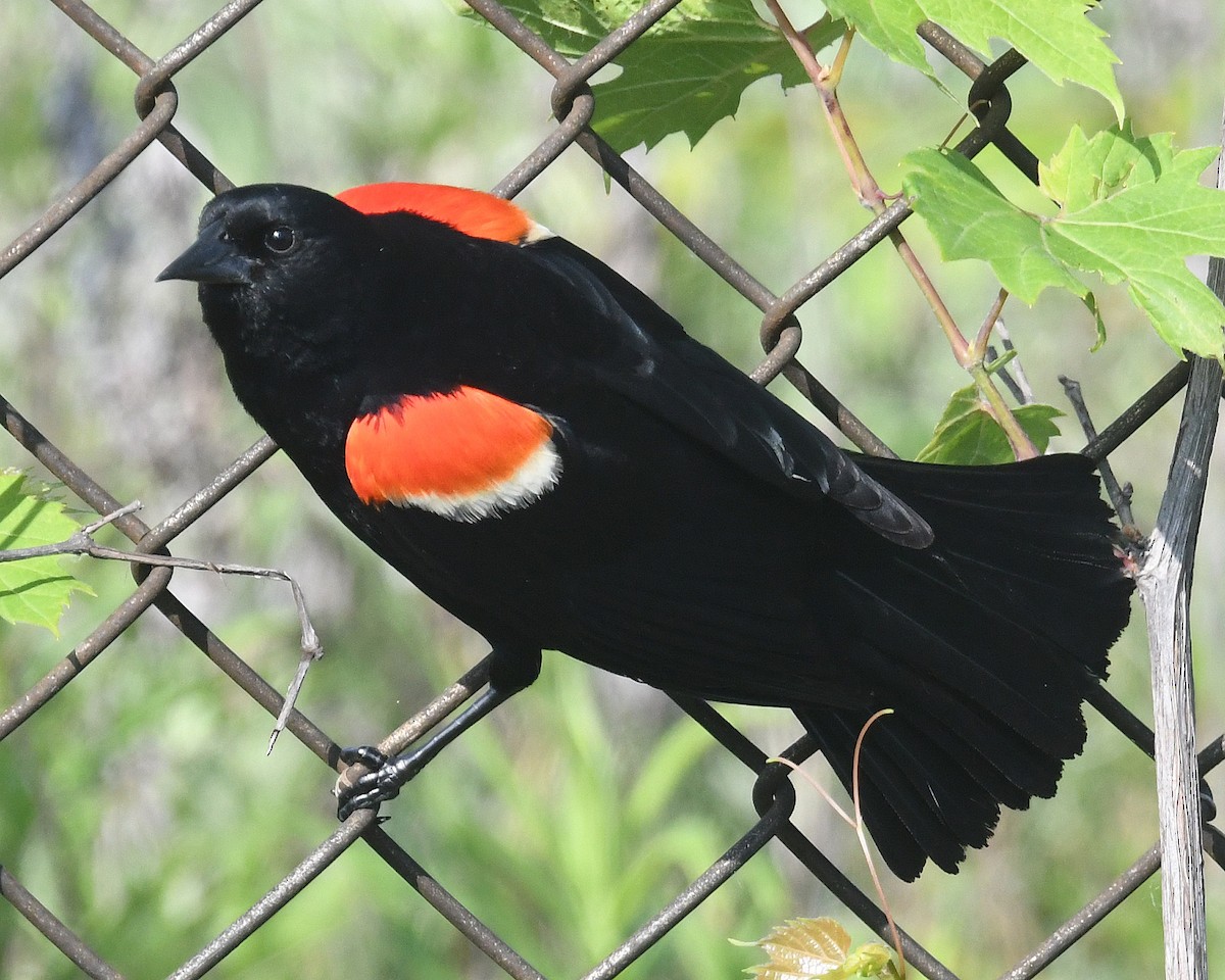 Red-winged Blackbird - ML619406653