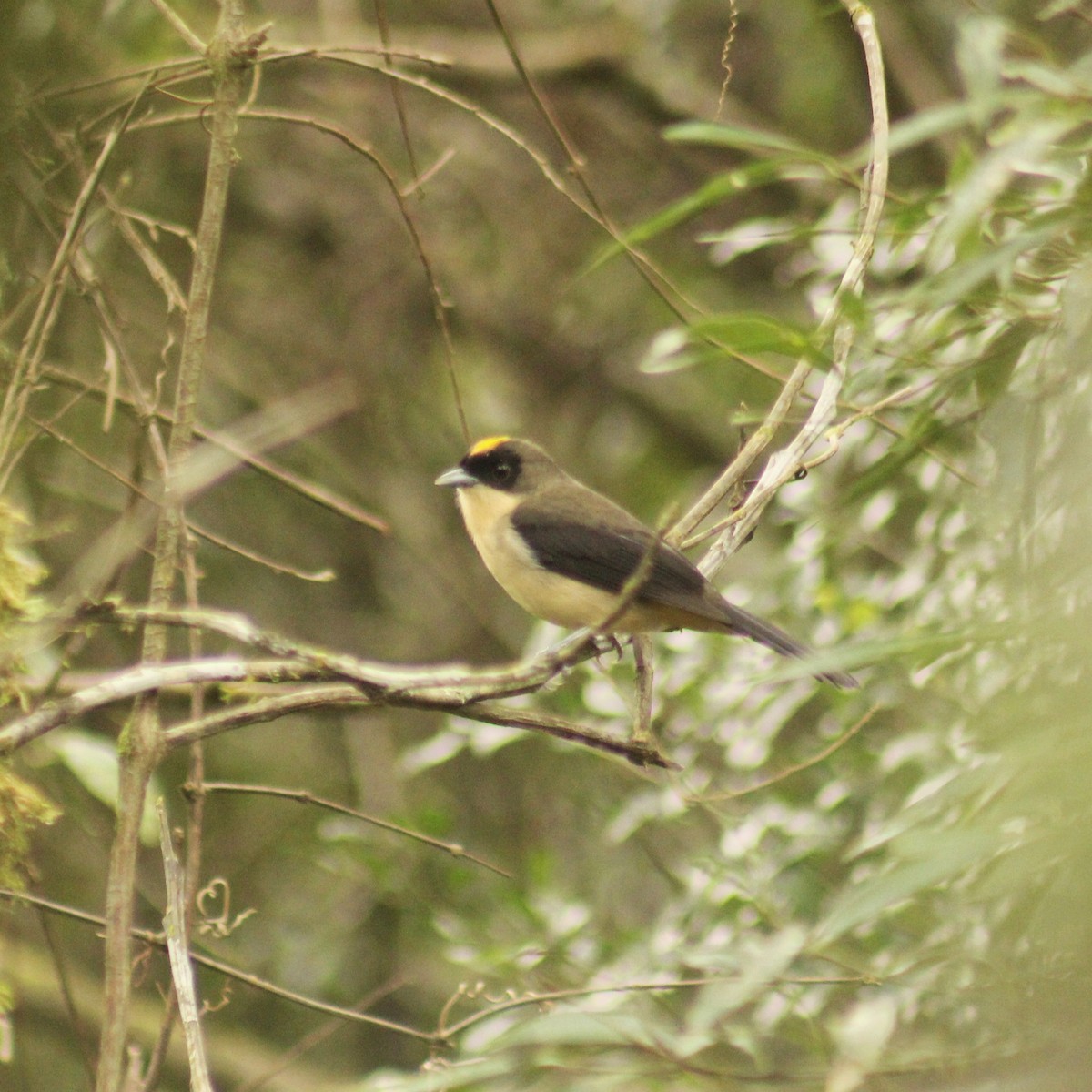 Black-goggled Tanager - ML619406666