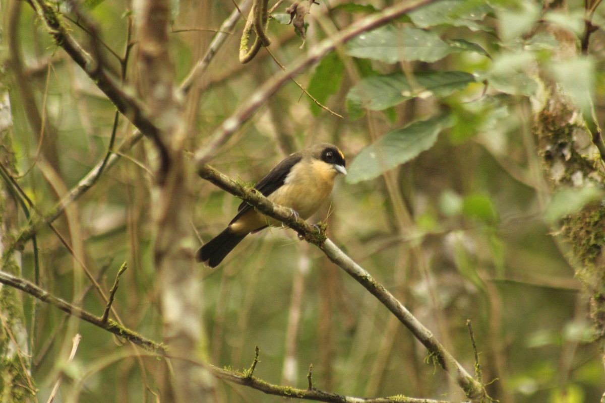 Black-goggled Tanager - ML619406671