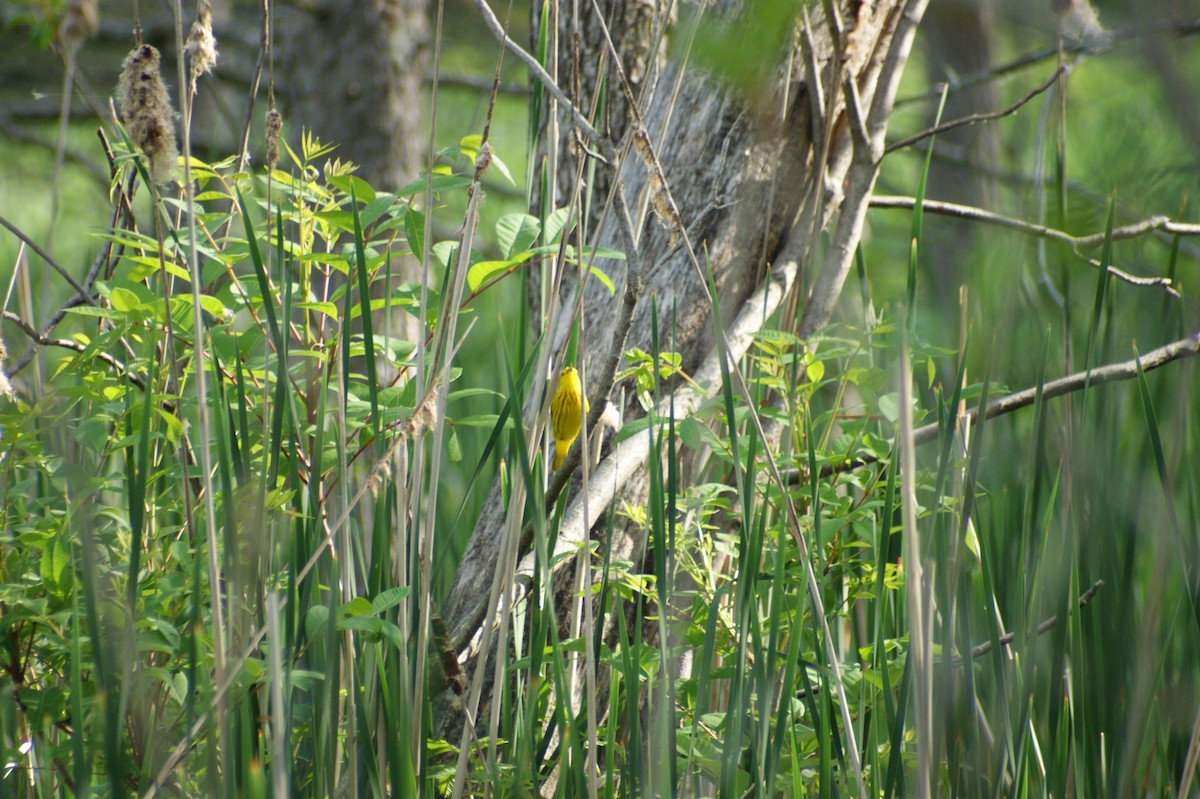 Yellow Warbler - ML619406689