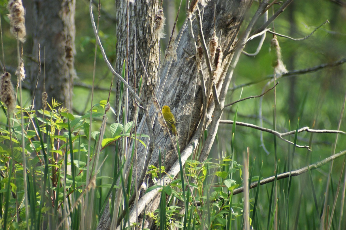 Yellow Warbler - ML619406690