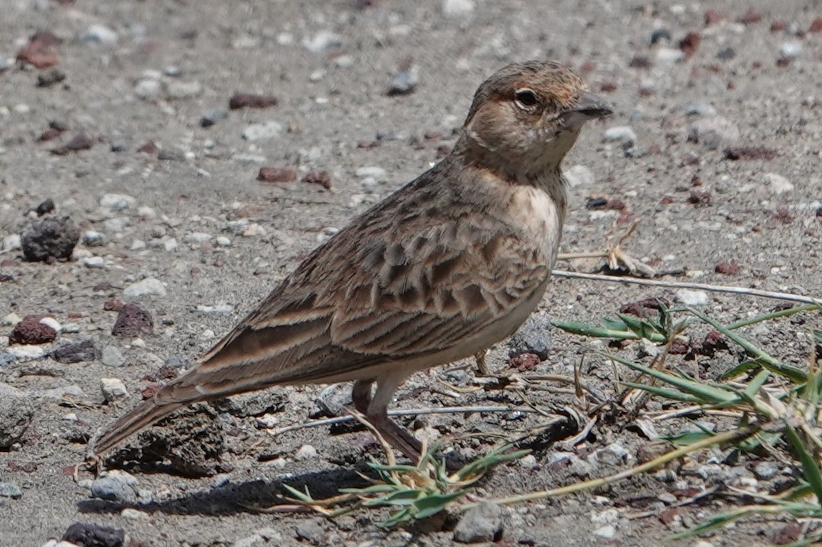 Fischer's Sparrow-Lark - ML619406716