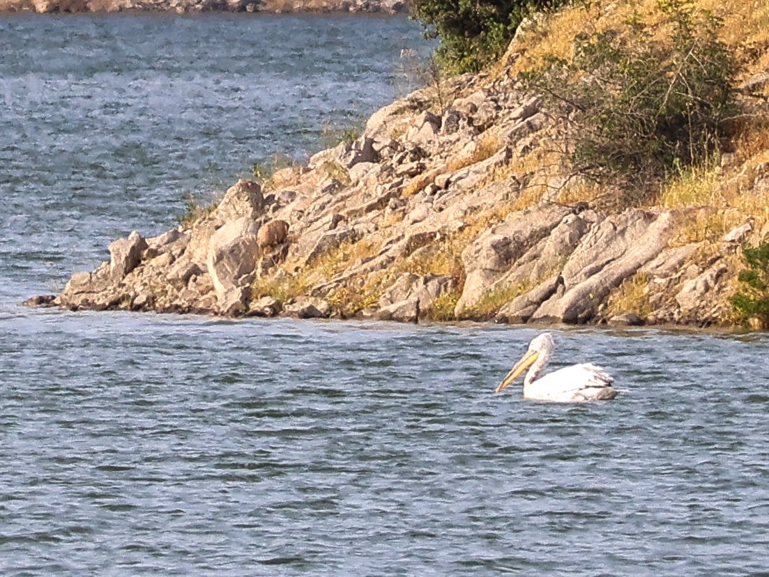 pelikán kadeřavý - ML619406744