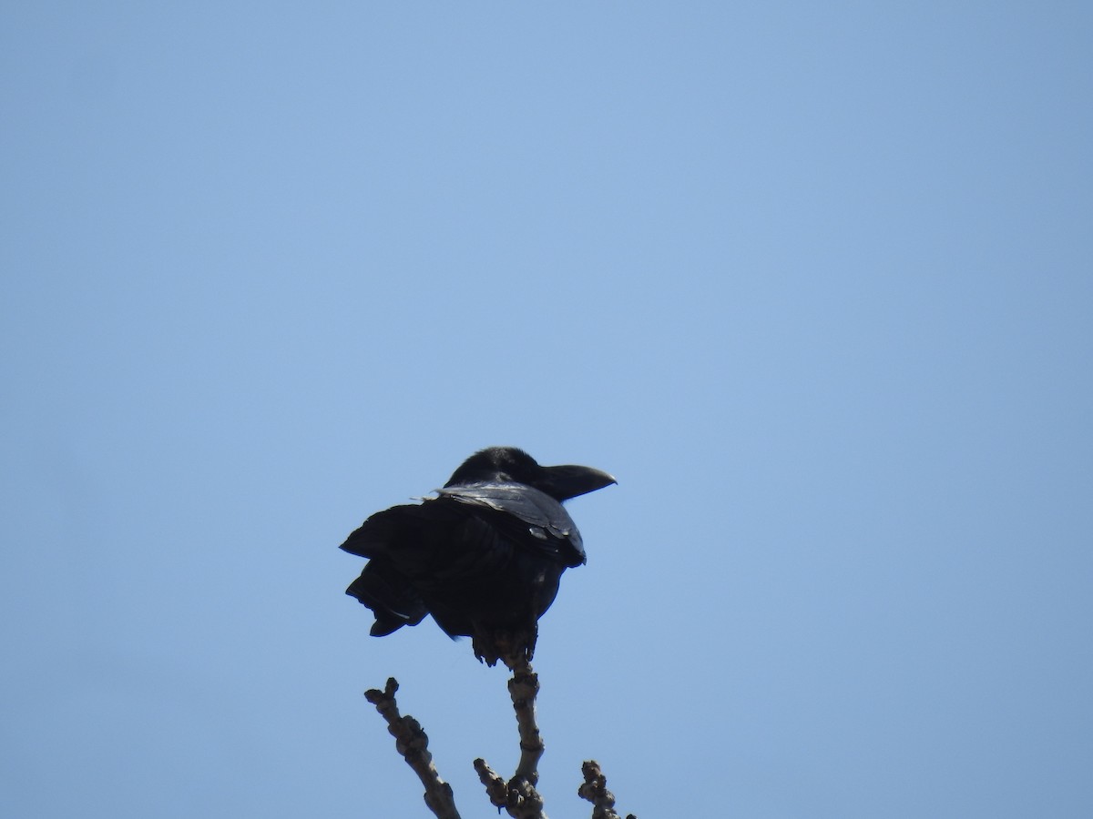 Large-billed Crow - ML619406756