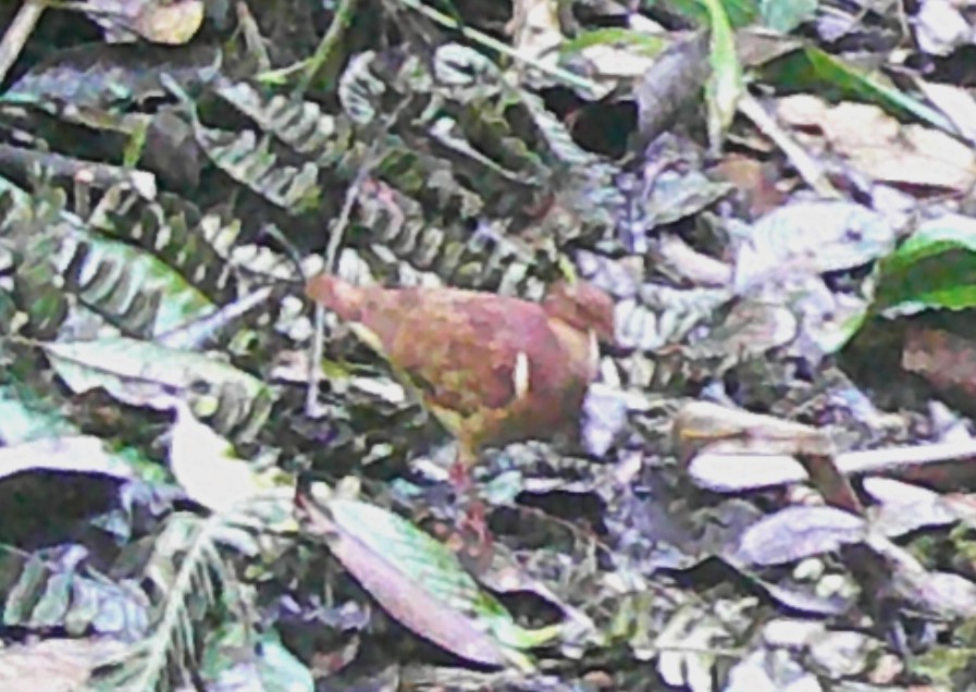 holub hnědočervený - ML619406877