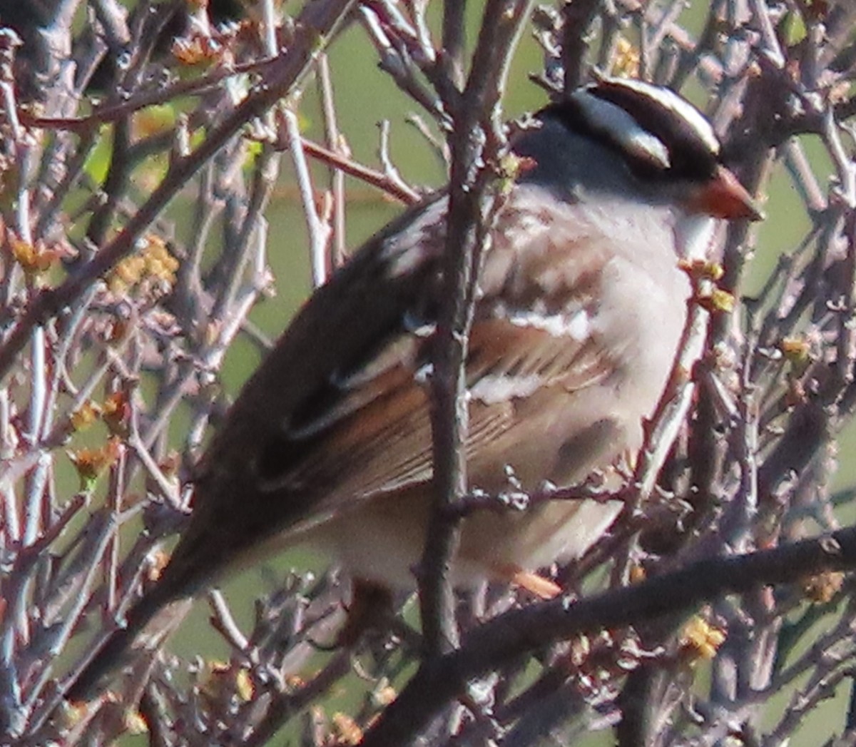 White-crowned Sparrow - ML619406934