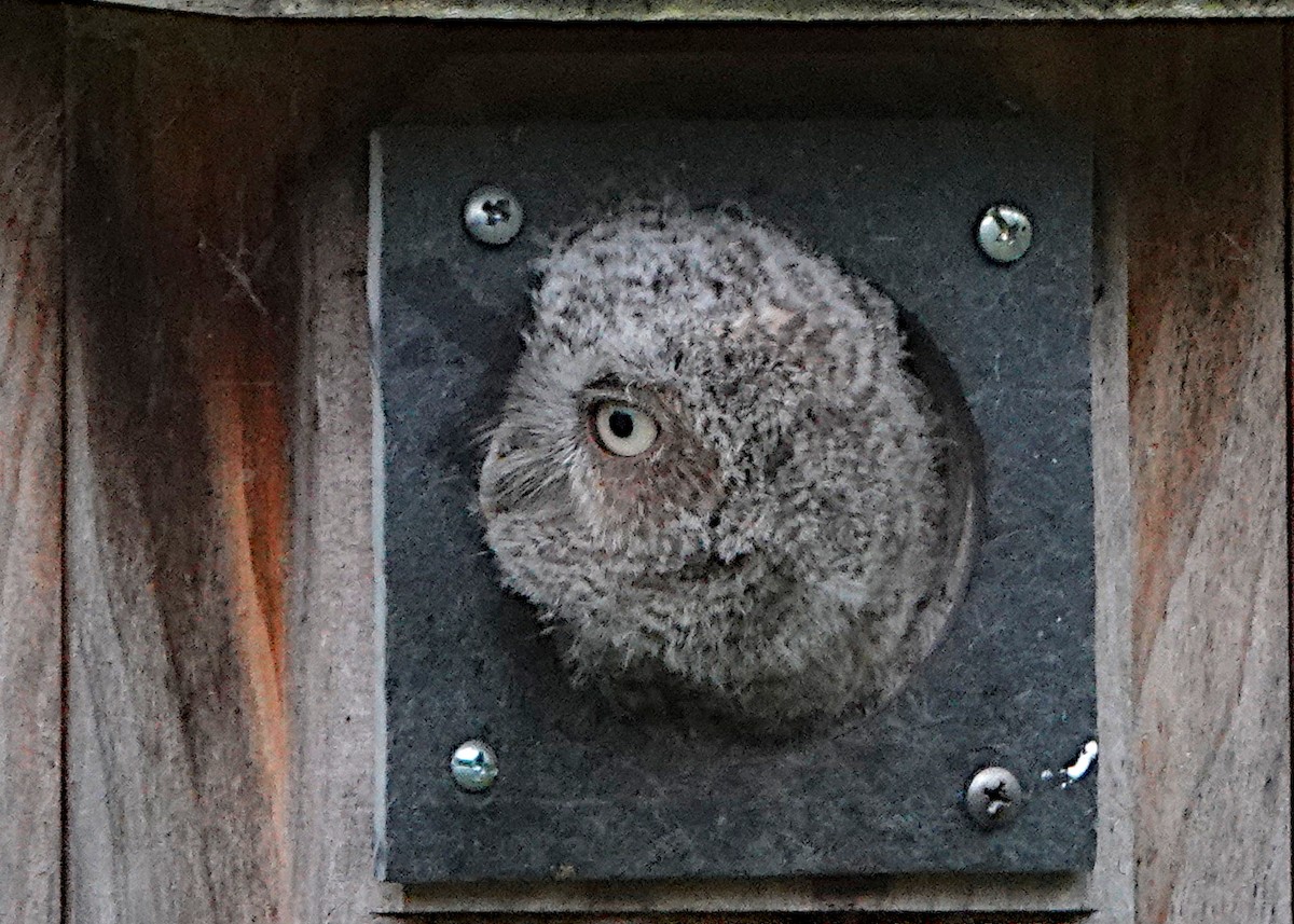 Eastern Screech-Owl - ML619406937