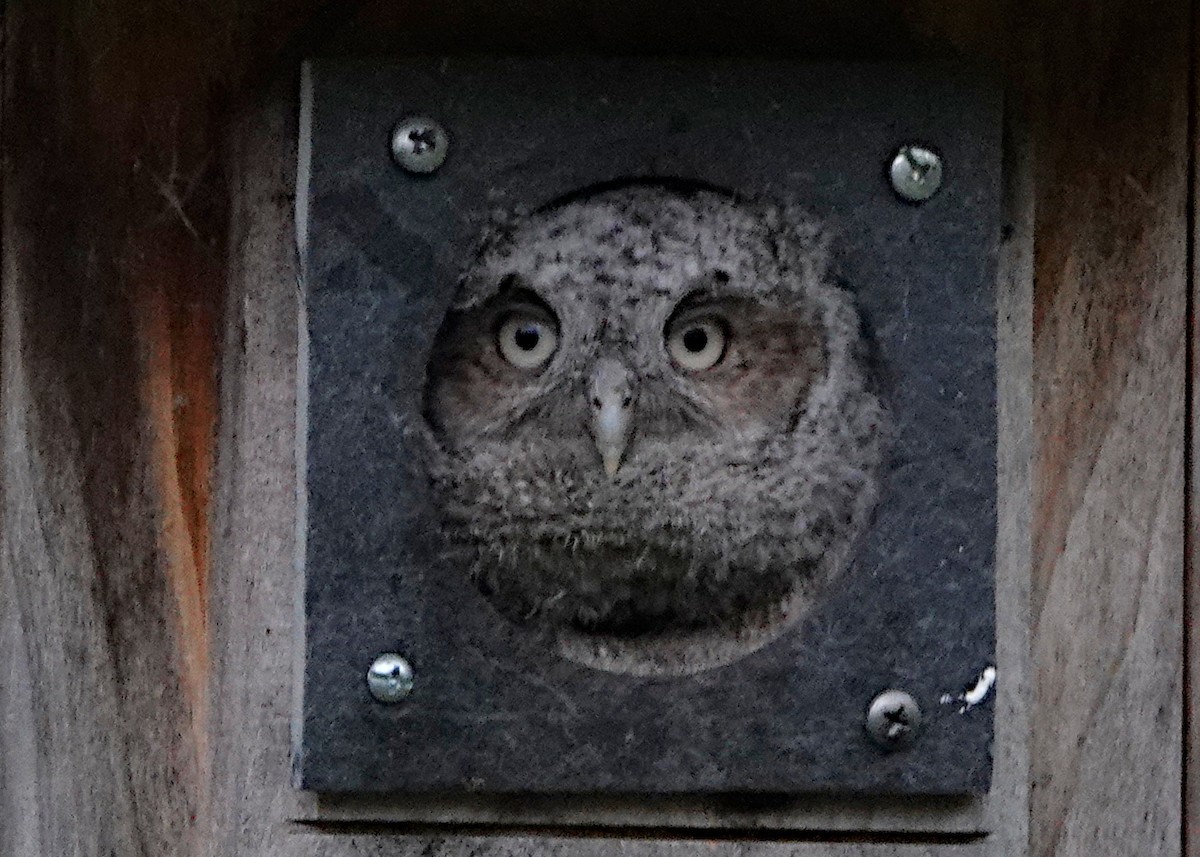 Eastern Screech-Owl - ML619406938