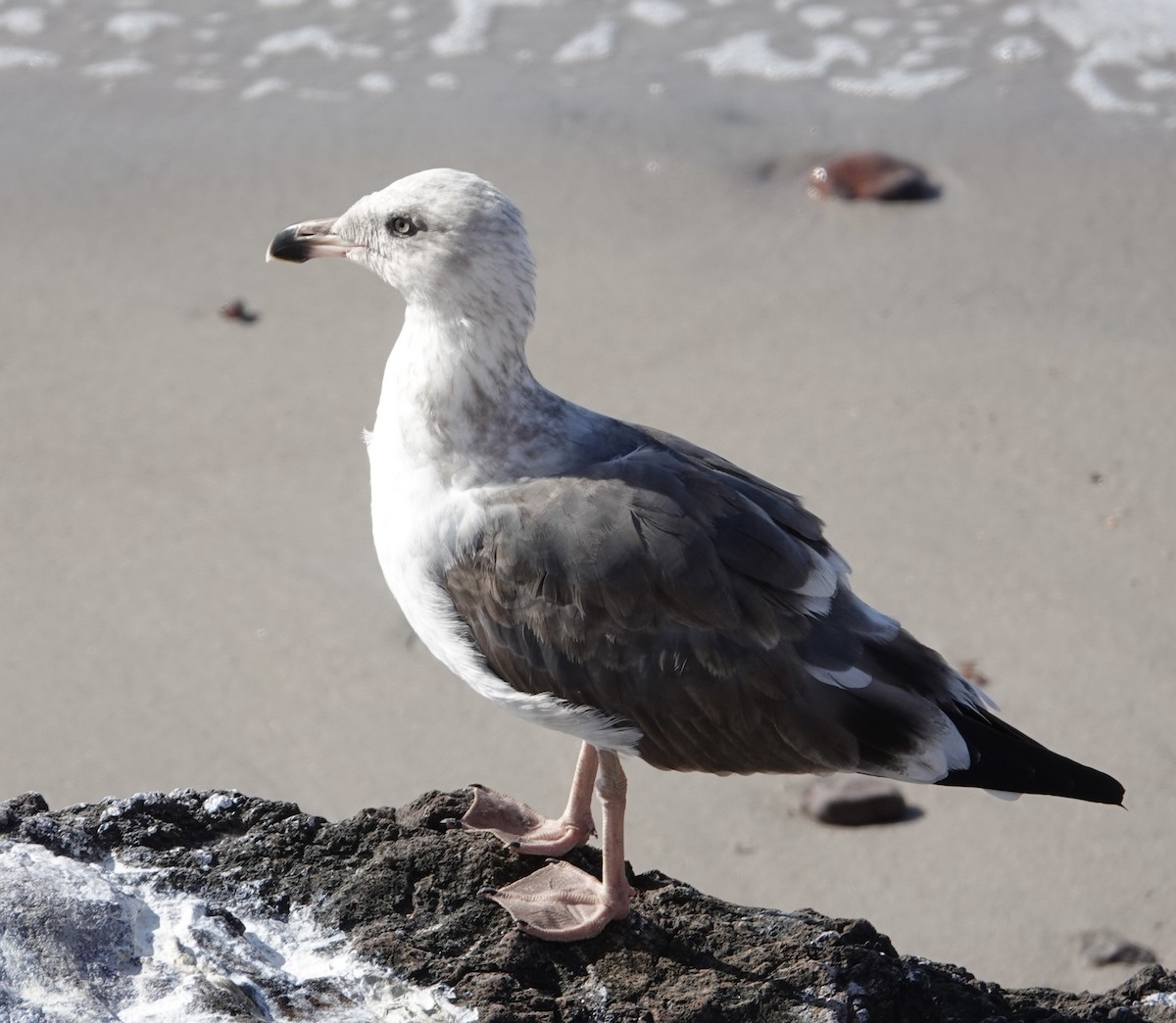 Yellow-footed Gull - ML619406954