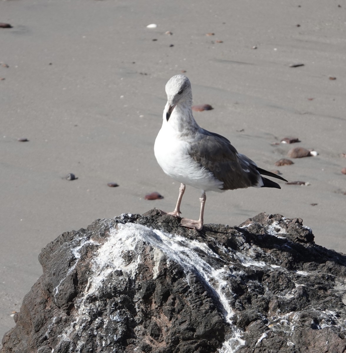 Yellow-footed Gull - ML619406955