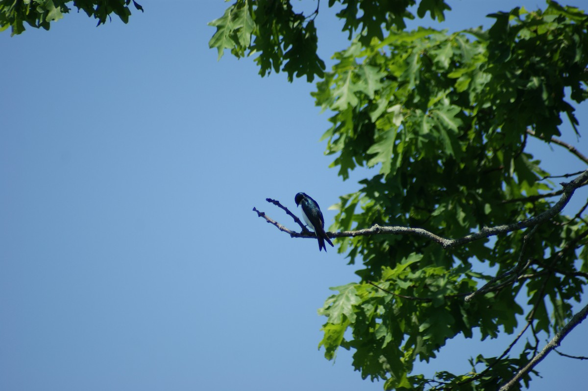 Tree Swallow - ML619407116