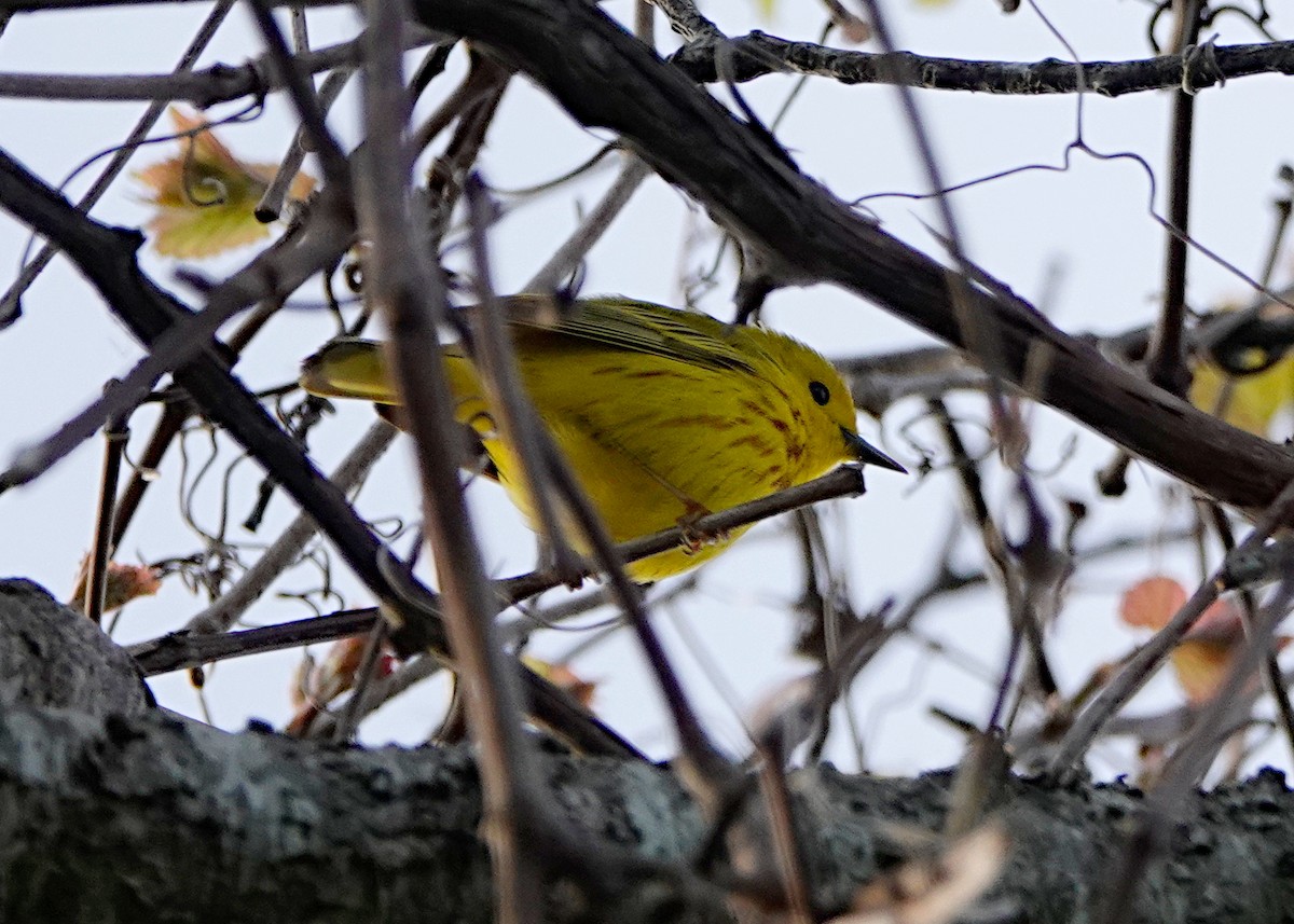 Yellow Warbler - ML619407142