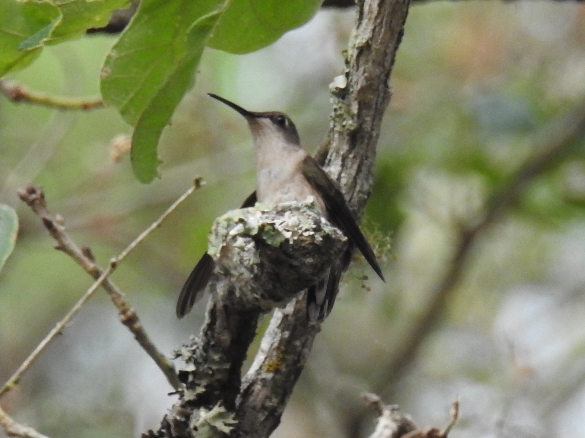 Black-chinned Hummingbird - ML619407143