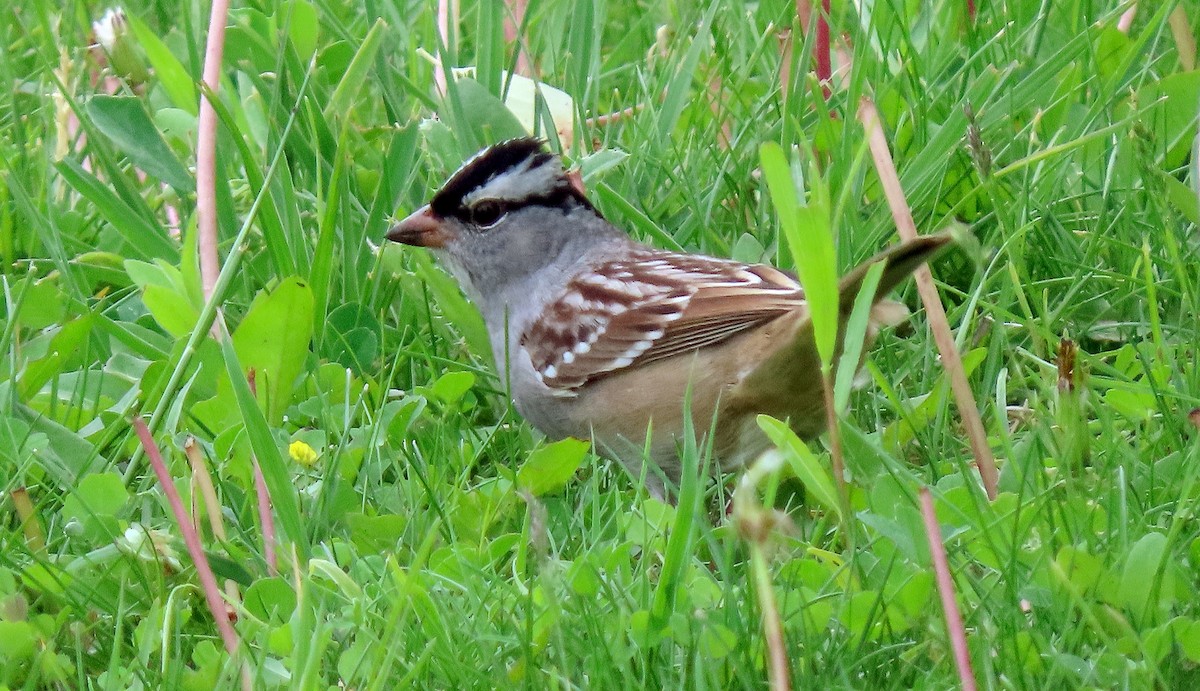 White-crowned Sparrow (leucophrys) - ML619407145