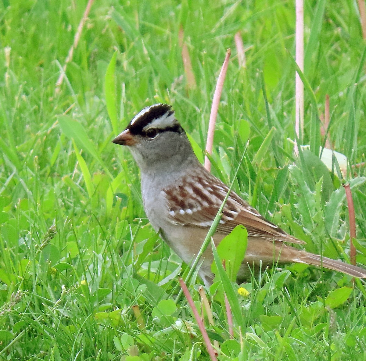 White-crowned Sparrow (leucophrys) - ML619407146