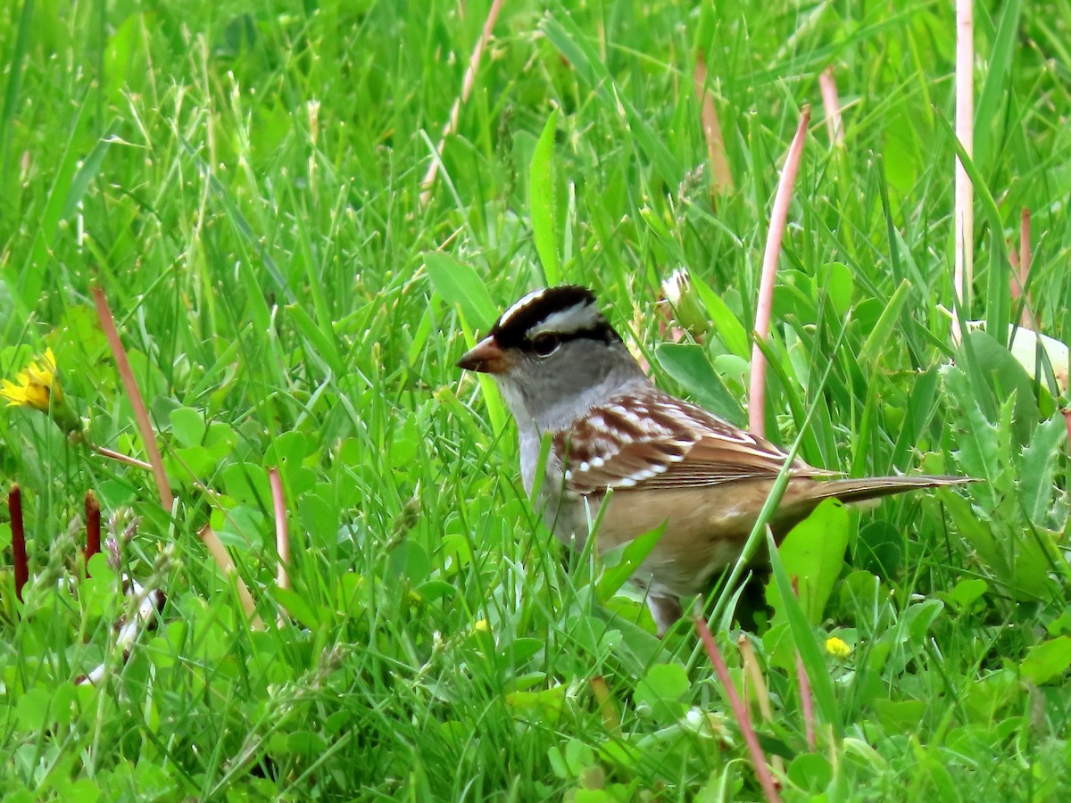White-crowned Sparrow (leucophrys) - ML619407148