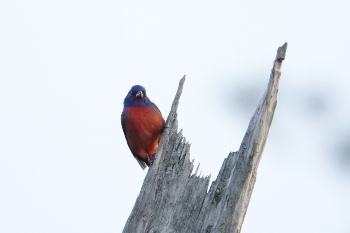 Painted Bunting - ML619407155