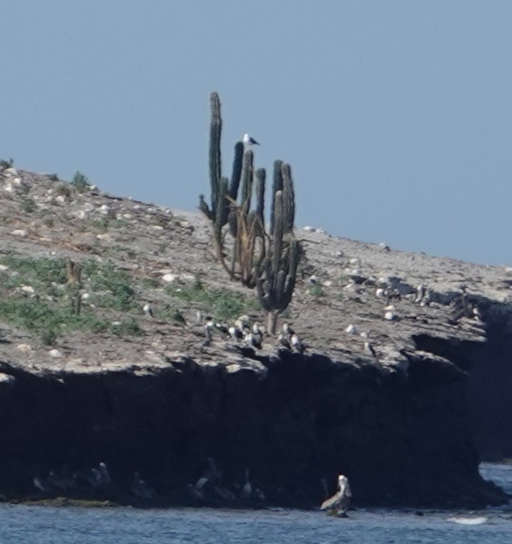 pelikán hnědý (ssp. californicus) - ML619407171