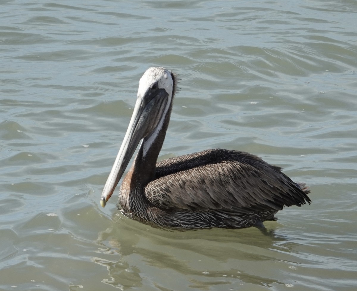 pelikán hnědý (ssp. californicus) - ML619407173